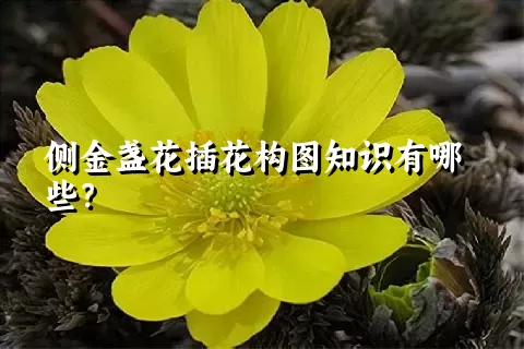 侧金盏花插花构图知识有哪些？