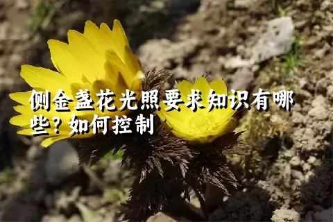 侧金盏花光照要求知识有哪些？如何控制