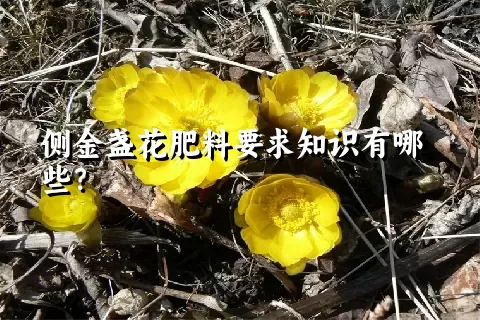 侧金盏花肥料要求知识有哪些？