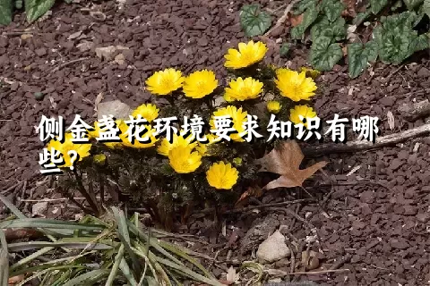 侧金盏花环境要求知识有哪些？