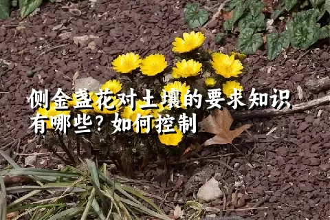 侧金盏花对土壤的要求知识有哪些？如何控制