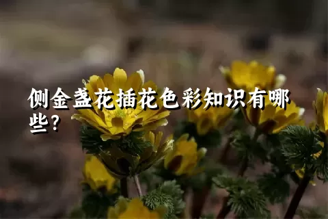 侧金盏花插花色彩知识有哪些？