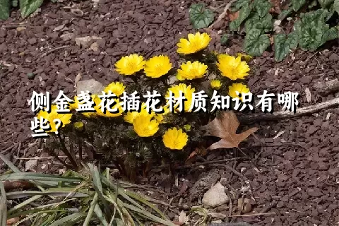 侧金盏花插花材质知识有哪些？