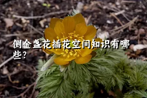 侧金盏花插花空间知识有哪些？