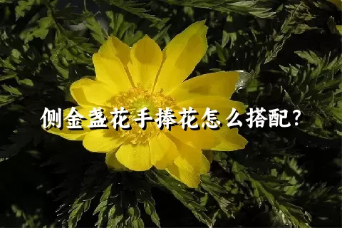 侧金盏花手捧花怎么搭配？