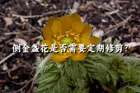 侧金盏花是否需要定期修剪？