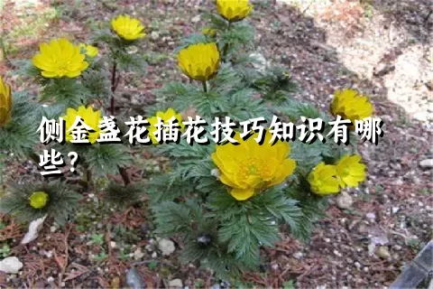 侧金盏花插花技巧知识有哪些？