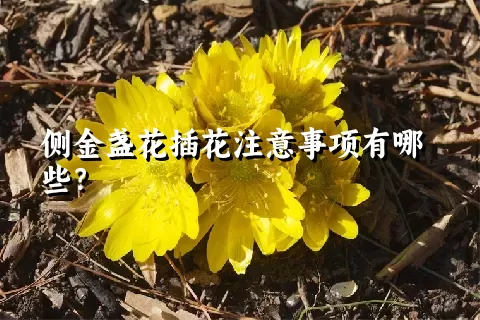 侧金盏花插花注意事项有哪些？