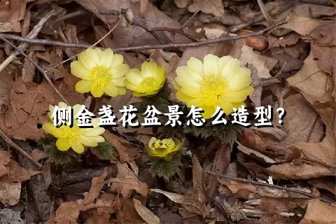 侧金盏花盆景怎么造型？