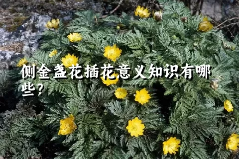 侧金盏花插花意义知识有哪些？