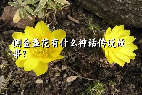 侧金盏花有什么神话传说故事？