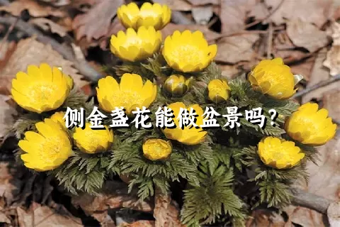 侧金盏花能做盆景吗？