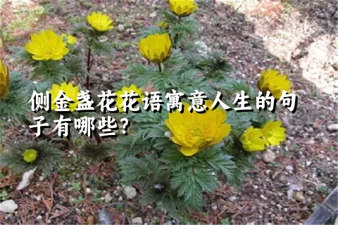 侧金盏花花语寓意人生的句子有哪些？