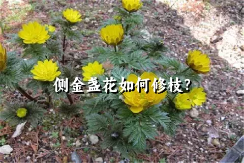 侧金盏花如何修枝？