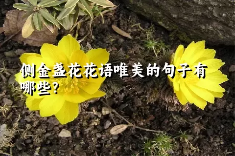 侧金盏花花语唯美的句子有哪些？