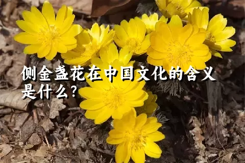 侧金盏花在中国文化的含义是什么？