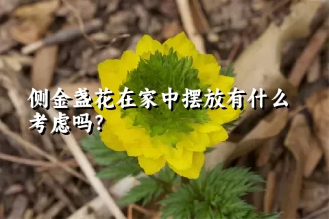 侧金盏花在家中摆放有什么考虑吗？