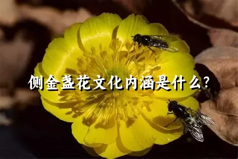 侧金盏花文化内涵是什么？