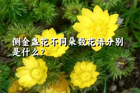 侧金盏花不同朵数花语分别是什么？