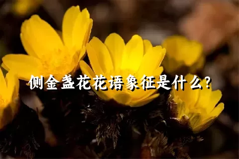 侧金盏花花语象征是什么？