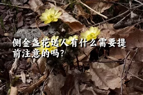 侧金盏花送人有什么需要提前注意的吗？