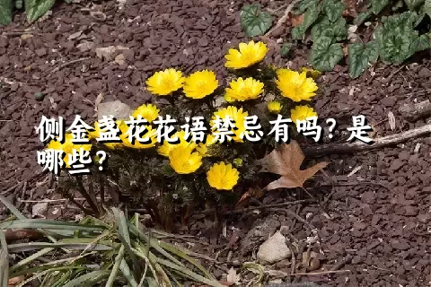 侧金盏花花语禁忌有吗？是哪些？