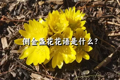 侧金盏花花语是什么？