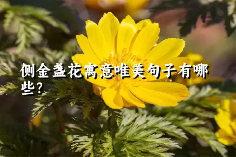 侧金盏花寓意唯美句子有哪些？