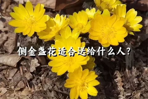 侧金盏花适合送给什么人？