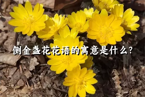 侧金盏花花语的寓意是什么？