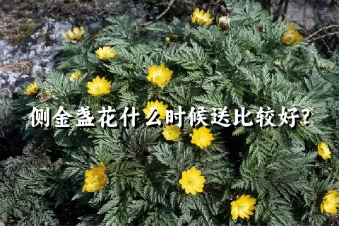 侧金盏花什么时候送比较好？