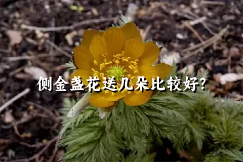 侧金盏花送几朵比较好？