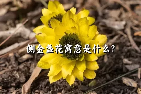 侧金盏花寓意是什么？