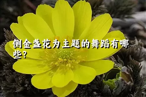 侧金盏花为主题的舞蹈有哪些？