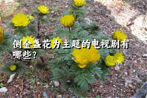 侧金盏花为主题的电视剧有哪些？