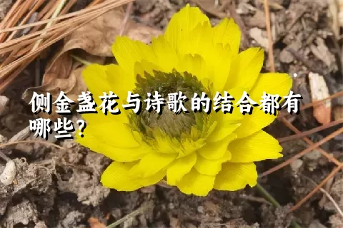 侧金盏花与诗歌的结合都有哪些？