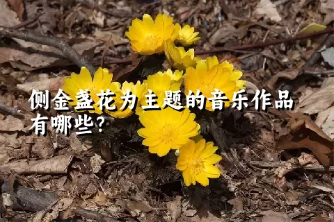 侧金盏花为主题的音乐作品有哪些？