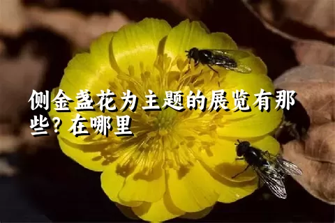 侧金盏花为主题的展览有那些？在哪里