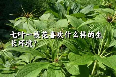 七叶一枝花喜欢什么样的生长环境？