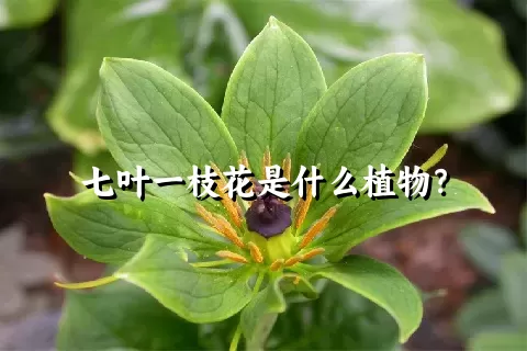 七叶一枝花是什么植物？