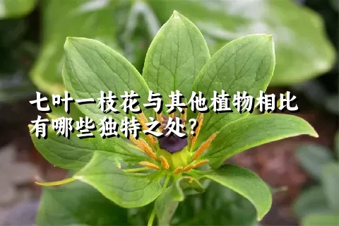 七叶一枝花与其他植物相比有哪些独特之处？