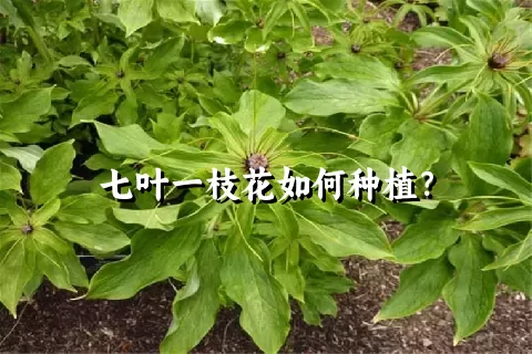 七叶一枝花如何种植？