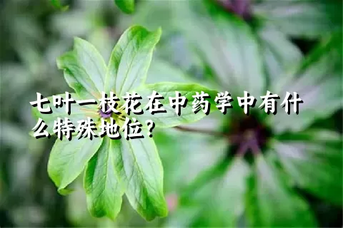 七叶一枝花在中药学中有什么特殊地位？