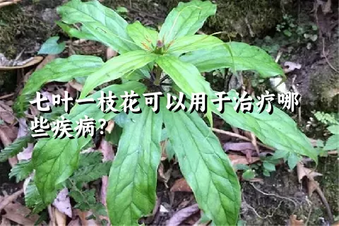 七叶一枝花可以用于治疗哪些疾病？