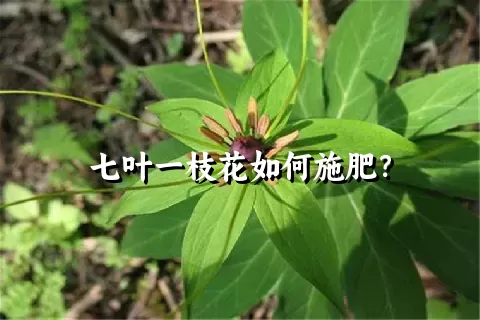 七叶一枝花如何施肥？