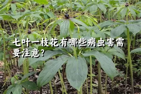 七叶一枝花有哪些病虫害需要注意？