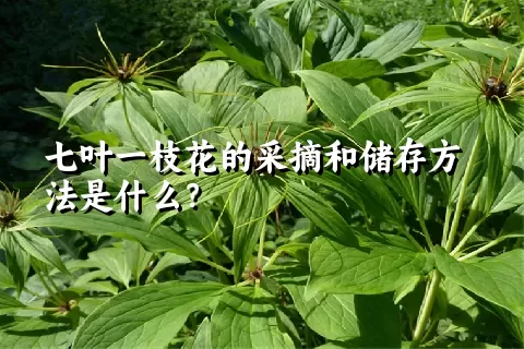 七叶一枝花的采摘和储存方法是什么？