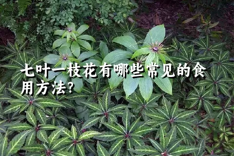 七叶一枝花有哪些常见的食用方法？