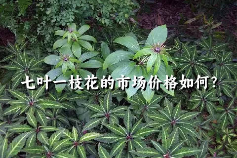 七叶一枝花的市场价格如何？