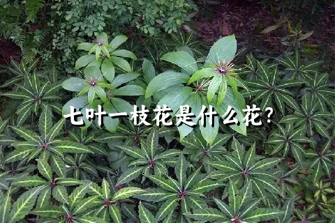 七叶一枝花是什么花？